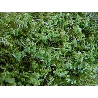 Living Seeds Black Mustard Sprouting & Microgreen Seeds 